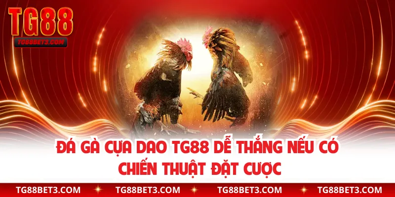 Đá gà cựa dao TG88 dễ thắng nếu có chiến thuật đặt cược