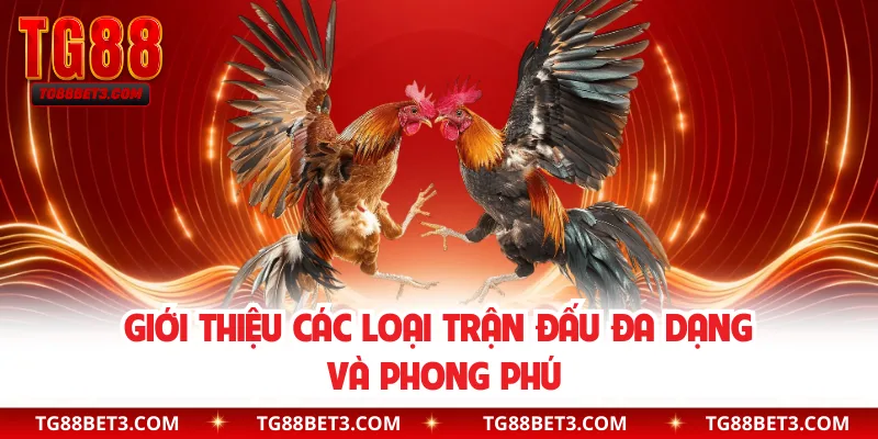 Giới thiệu các loại trận đấu đa dạng và phong phú